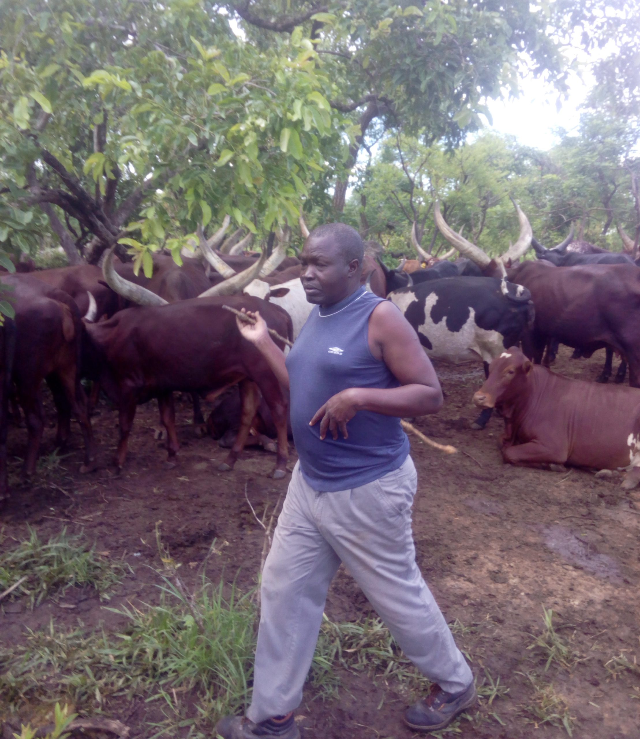 ankole cattle
