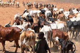 cattle rustling in karamoja