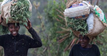 the illegal farming of the mountainous kingdom’s famous “Swazi gold” is a risk many grandmothers are ready to take.