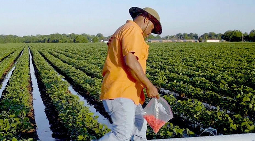 For decades the USDA discriminated against Black farmers by denying them loans