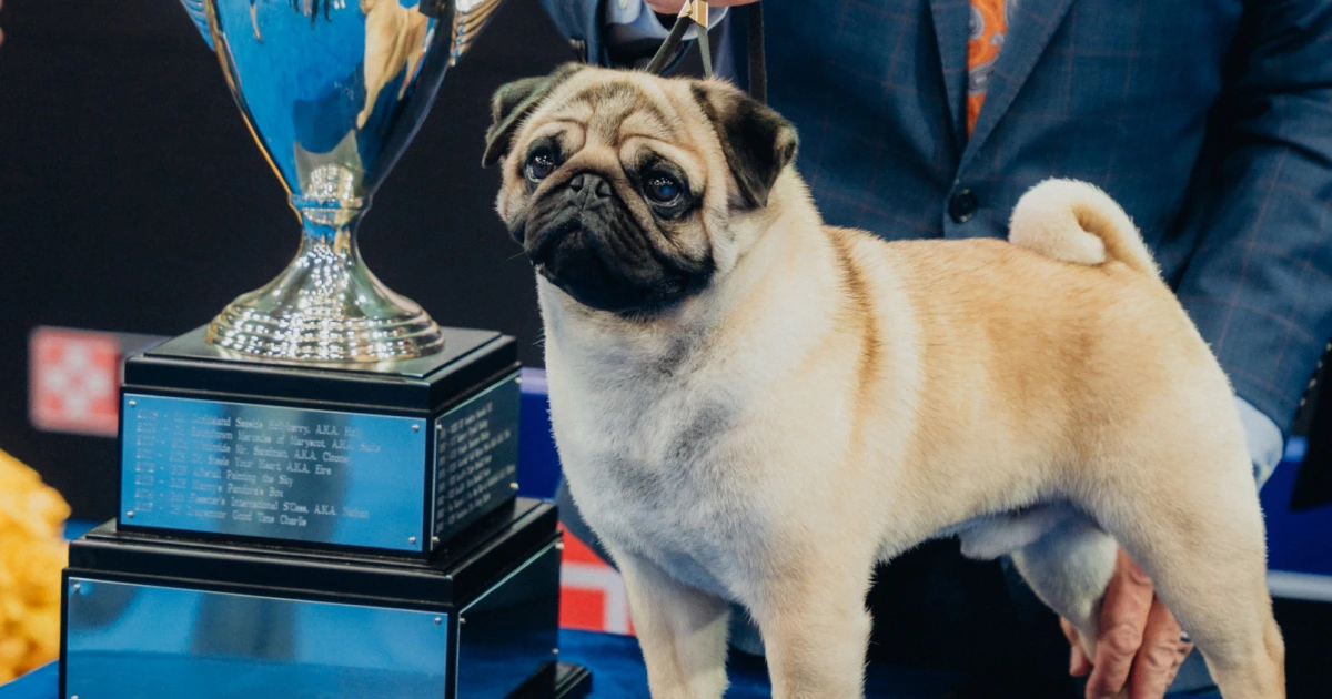 National Dog Show