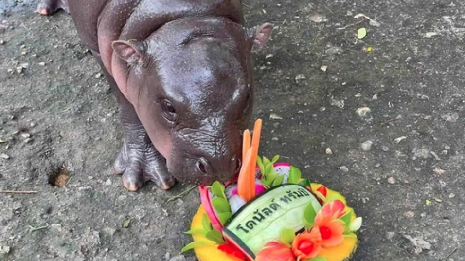 Viral Baby Hippo