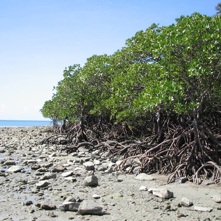  West tropics of Queensland 
