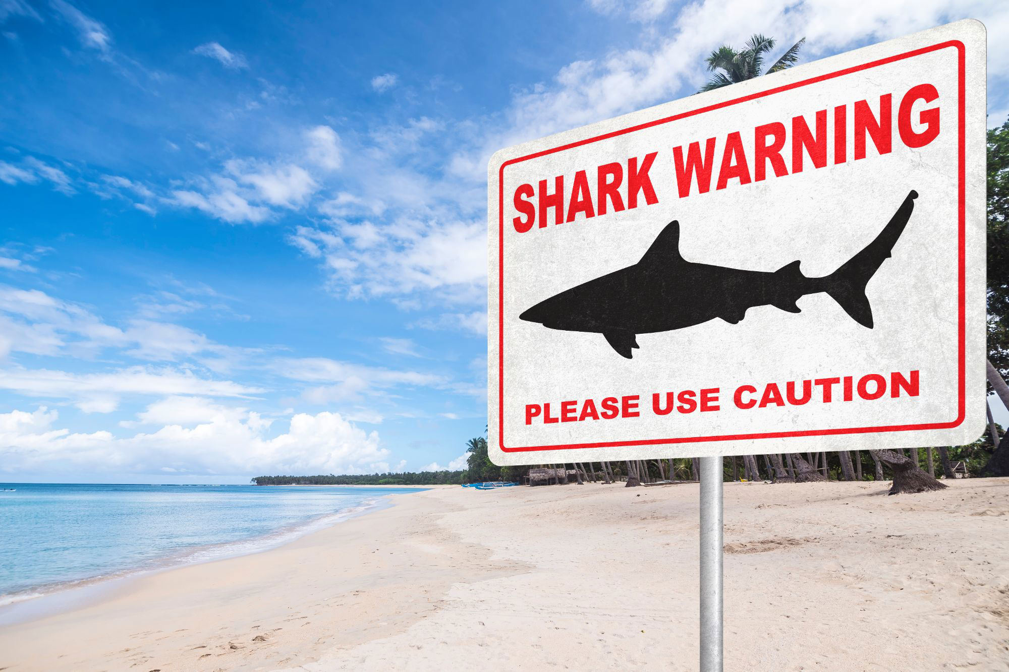 Shark Bite Incident at Hilton Head Island